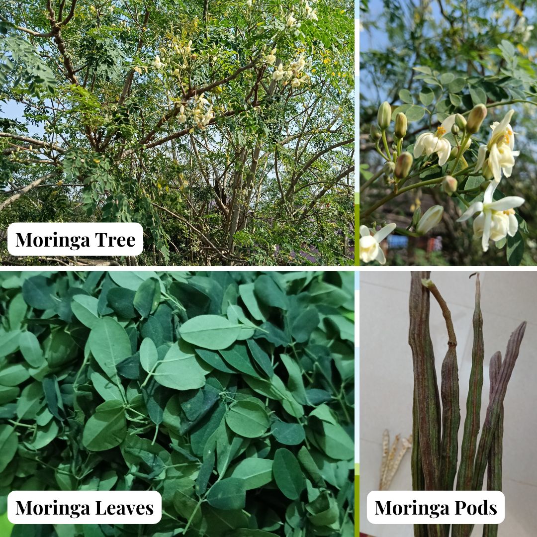 What is Moringa Oleifera