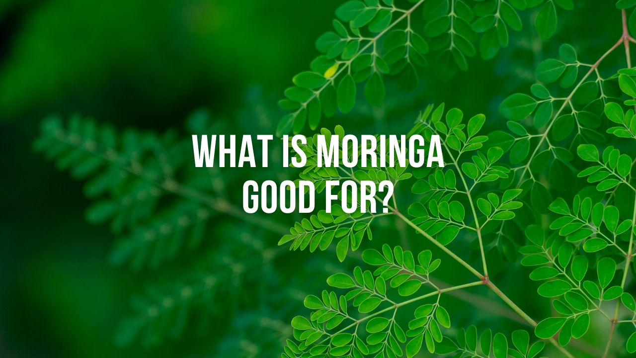 What is Moringa Good for