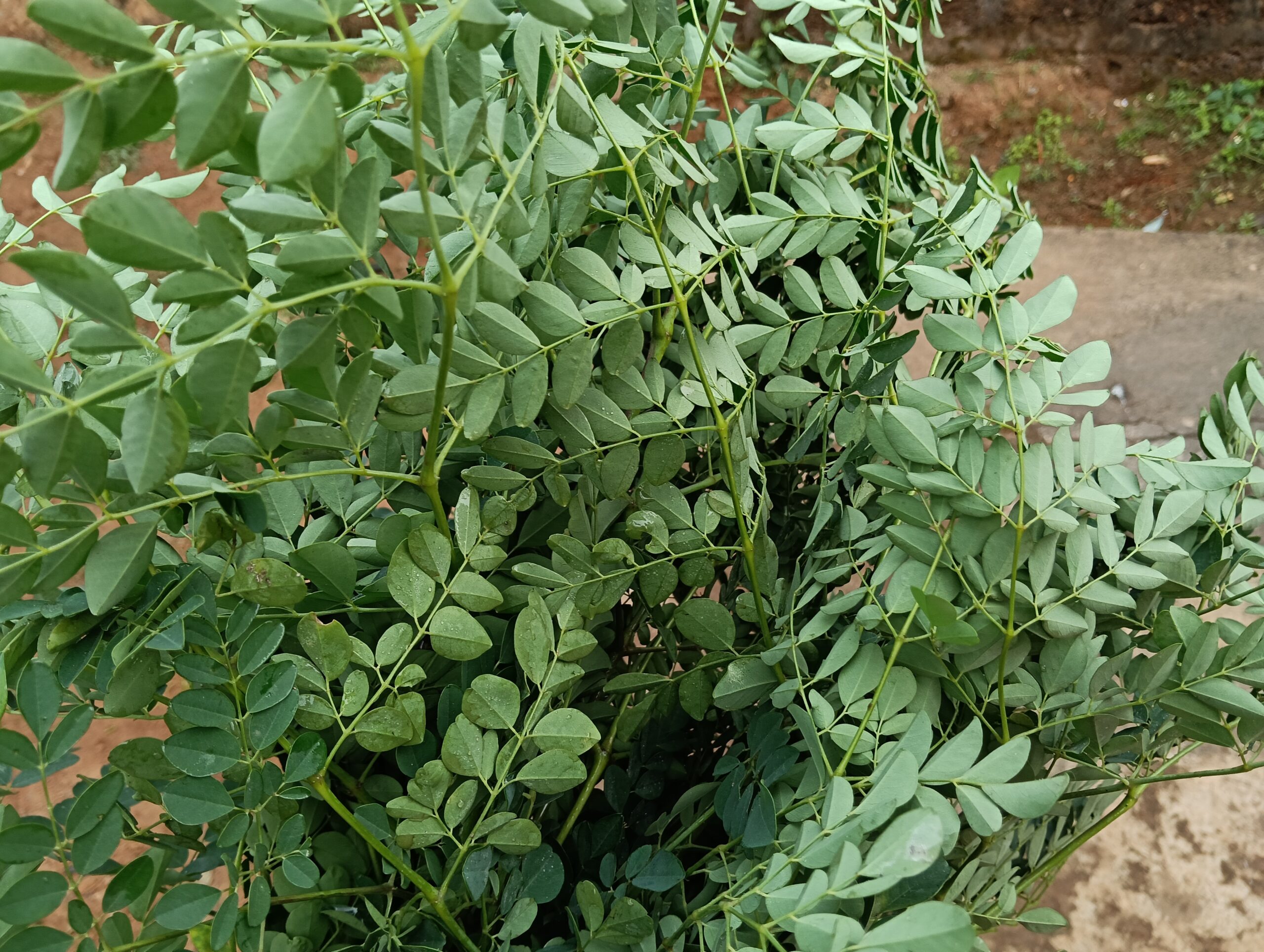 grow moringa tree